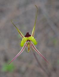 Flower Orchid Fringed Mantis
