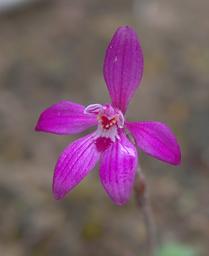 Flower Orchid Dwarf Pink Fairy