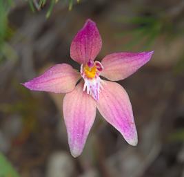 Flower Orchid Dwarf Pink Fairy Cowslip Cross
