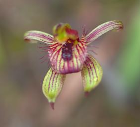 Flower Dancing Spider Orchid