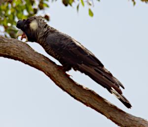Baudins Black Cockatoo
