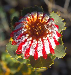 Flower Scarlet Banksia