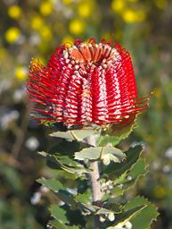 Flower Scarlet Banksia