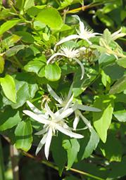 Flower White Clematis