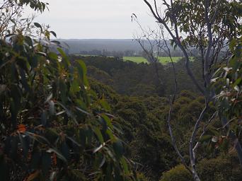 Gloucester Tree View