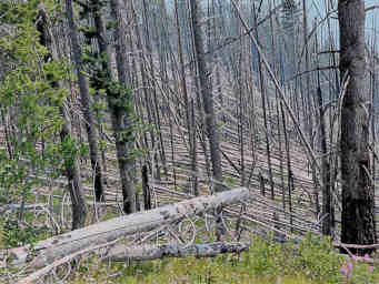 CrescentLk_0020_20260809_Blowdown_01