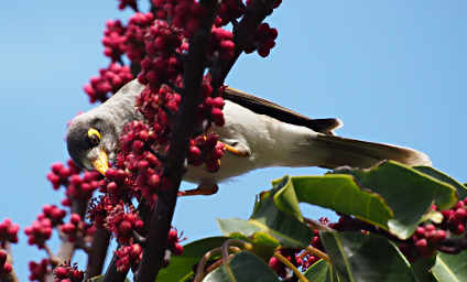 Noisy Miner