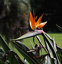 Bird of Paradise