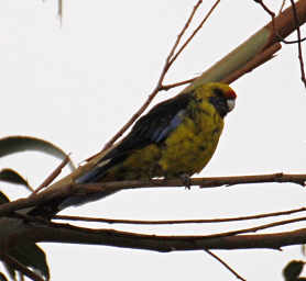 Green Rosella