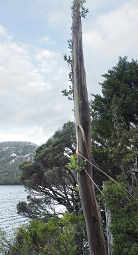 Eucalyptus with new growth on trunk