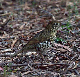 Bassian Thrush