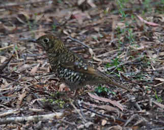 Bassian Thrush
