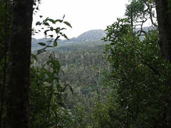 Tasmanian Forest