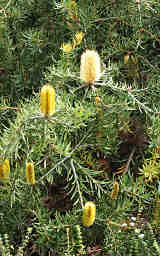 Silver Banksia