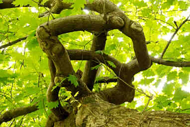 Red Oak growing in a circle