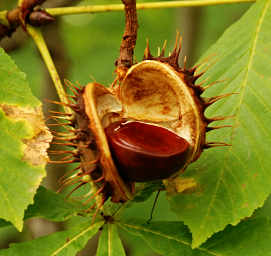 Horse Chestnut