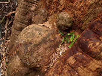 Eucalyptus Burl