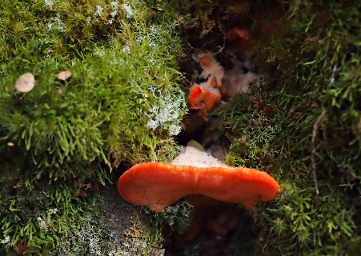 Fungus