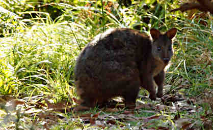 Bennetts Wallaby