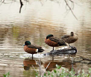 Chestnut Teal