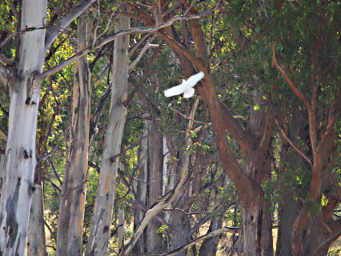 Sulfur Crested Cockatoo