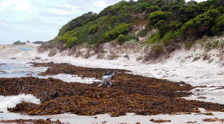 Deirdre Slogging through Kelp