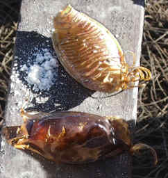 Shark Egg Cases