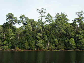 Typical Mixed Species Tasmanian Forest