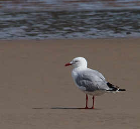 Silver Gull