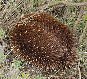 Echidna