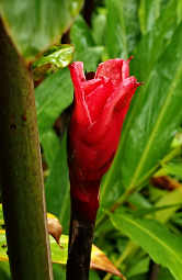 Torch Ginger