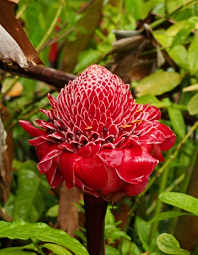 Torch Ginger