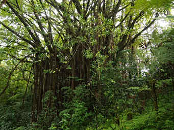 Banyan Tree