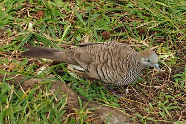 Dove