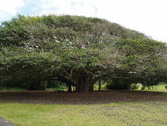 Banyan Tree