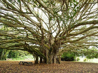 Dona by Banyan Tree