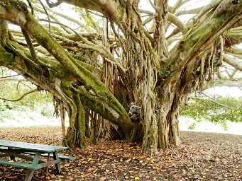 Gary in Banyan Tree