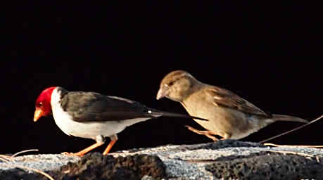 Yellow Billed Cardinal
