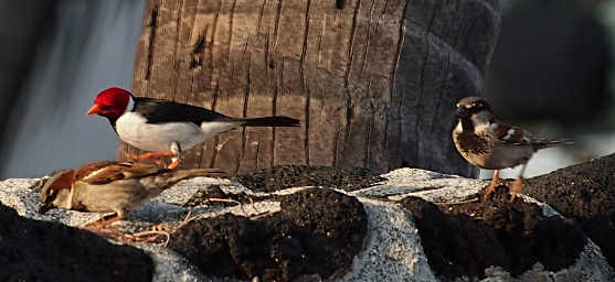 Yellow Billed Cardinal
