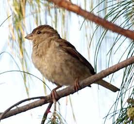 Xxx Finch