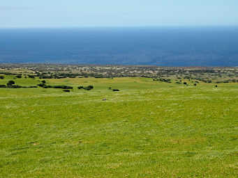 Kohala landscape transition