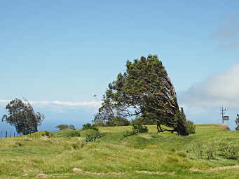 Windswept tree