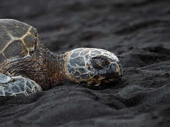 Green Turtle