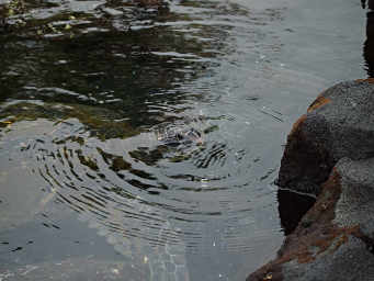 Green Turtle