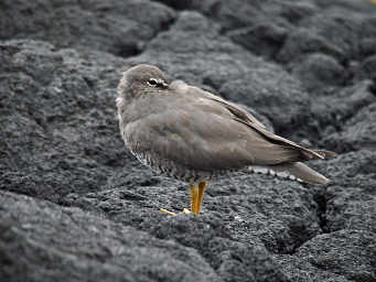 Wandering Tattler