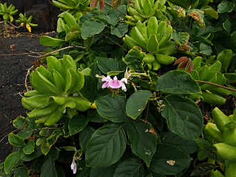 Beach Orchid