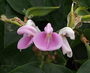 Beach Orchid