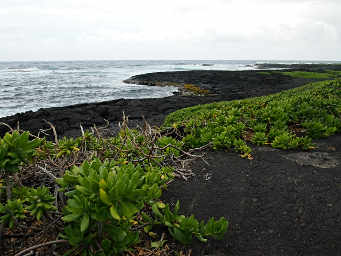 Naupaka Kahakai