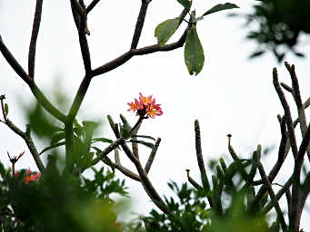 Plumeria