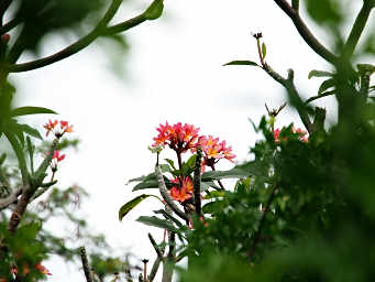 Plumeria